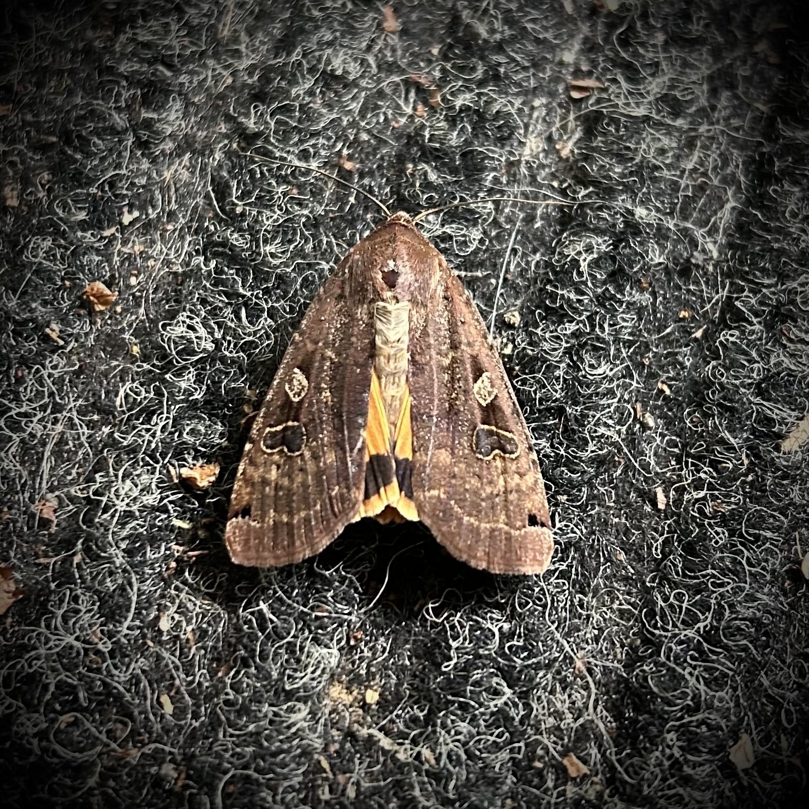 A brown moth with distinctive orange markings on its wings is resting on a textured surface.